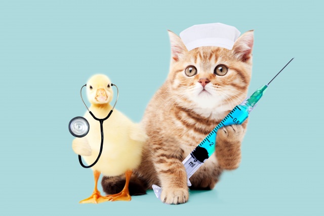 猫アレルギーの検査方法！病院は何科・費用や保険適用・市販キットも！
