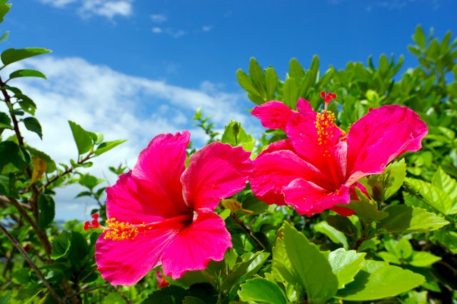 ハイビスカスの名前の由来と花言葉！色別や英語では？ハワイの州花！