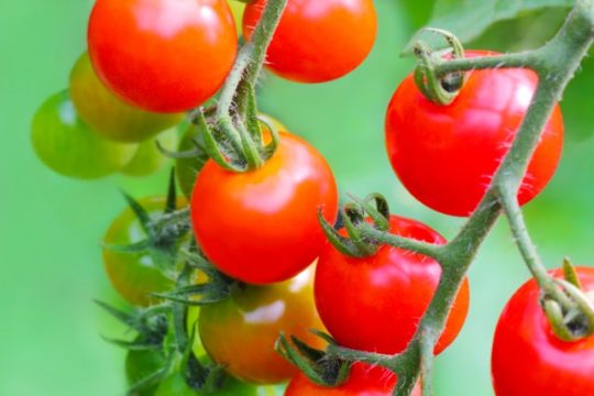 トマトとミニトマトの違い！植物学的分類・栄養成分・用途・選び方！