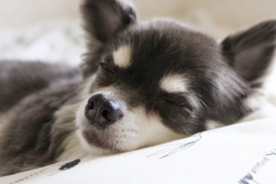 犬に夏のエアコンは必要？最適な設定温度や留守番させる際の電気代